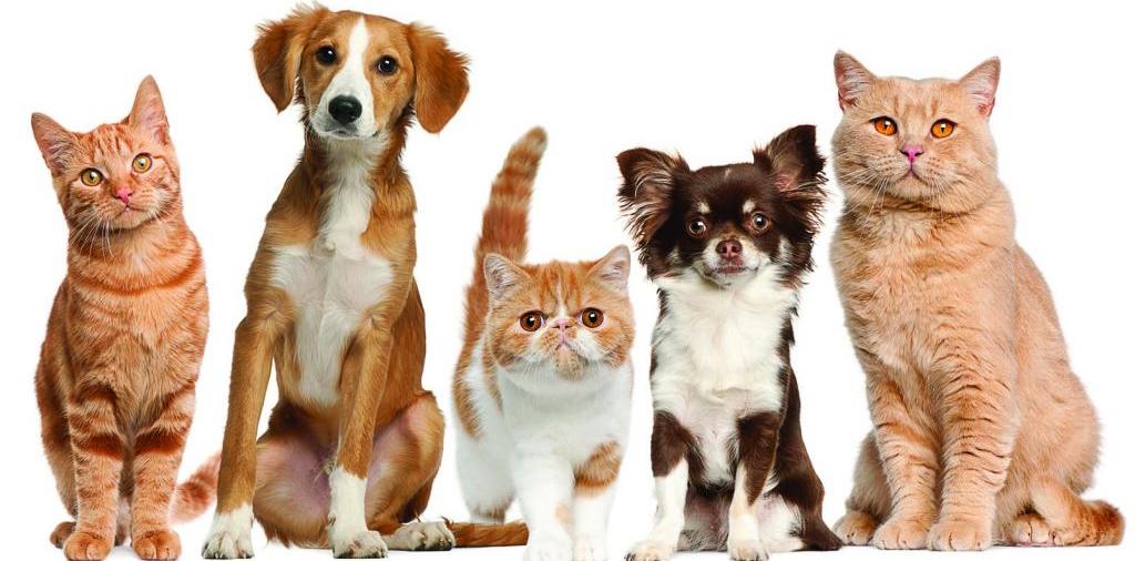 Доска объявлений о животных | ЗооТом - продажа, вязка и услуги для животных в Белебее