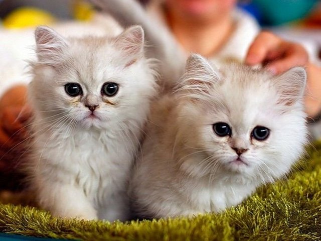 Породы кошек в Белебее | ЗооТом портал о животных