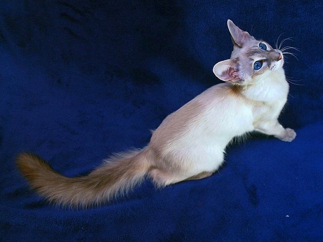 Выведенные породы кошек в Белебее | ЗооТом портал о животных