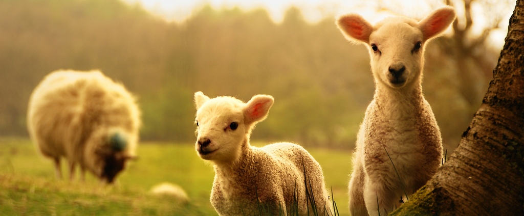 Объявления о сельскохозяйственных животных | ЗооТом - продажа, вязка и услуги для животных в Белебее