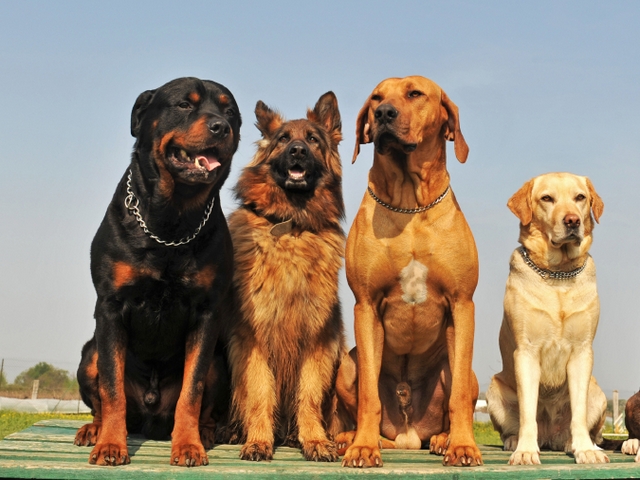 Крупные породы собак в Белебее | ЗооТом портал о животных